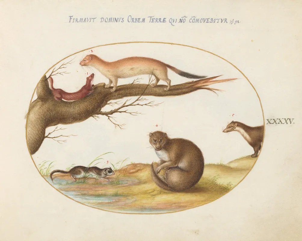 Weasels A Ferret And A Nut Mouse