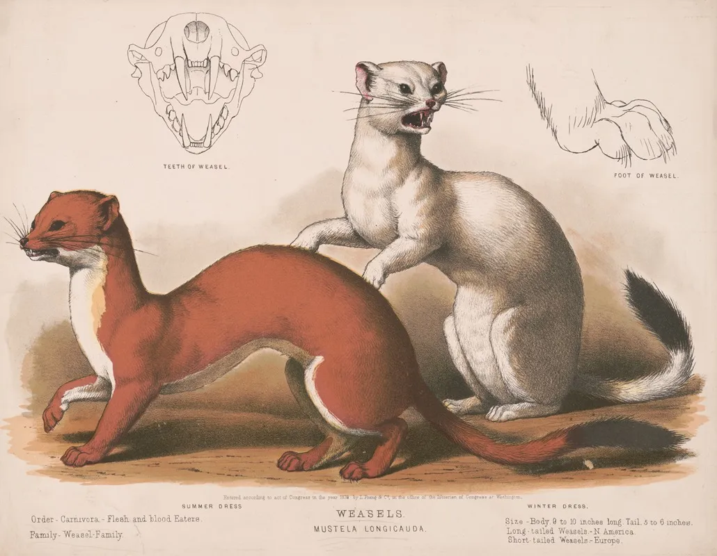 Weasels Mustela Longicauda