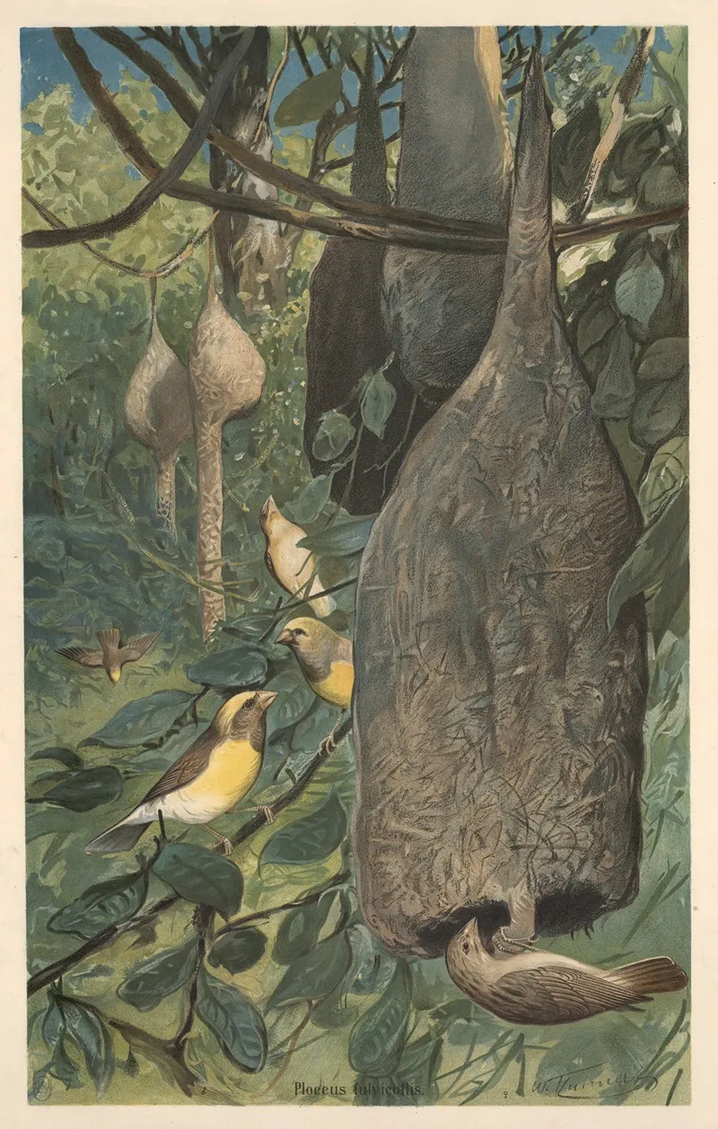 Weaver Bird 2 Wall Art by Wilhelm Kuhnert - High-Resolution Digital Print