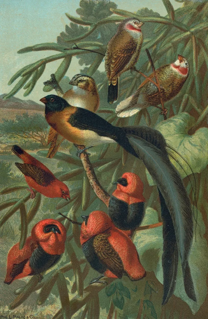 Weaver Birds 2 Wall Art by John George Wood - High-Resolution Digital Print