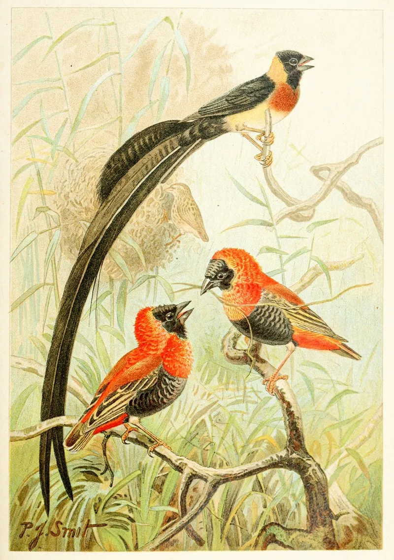 Weaver Birds 3 Wall Art by Pierre Jacques Smit - High-Resolution Digital Print