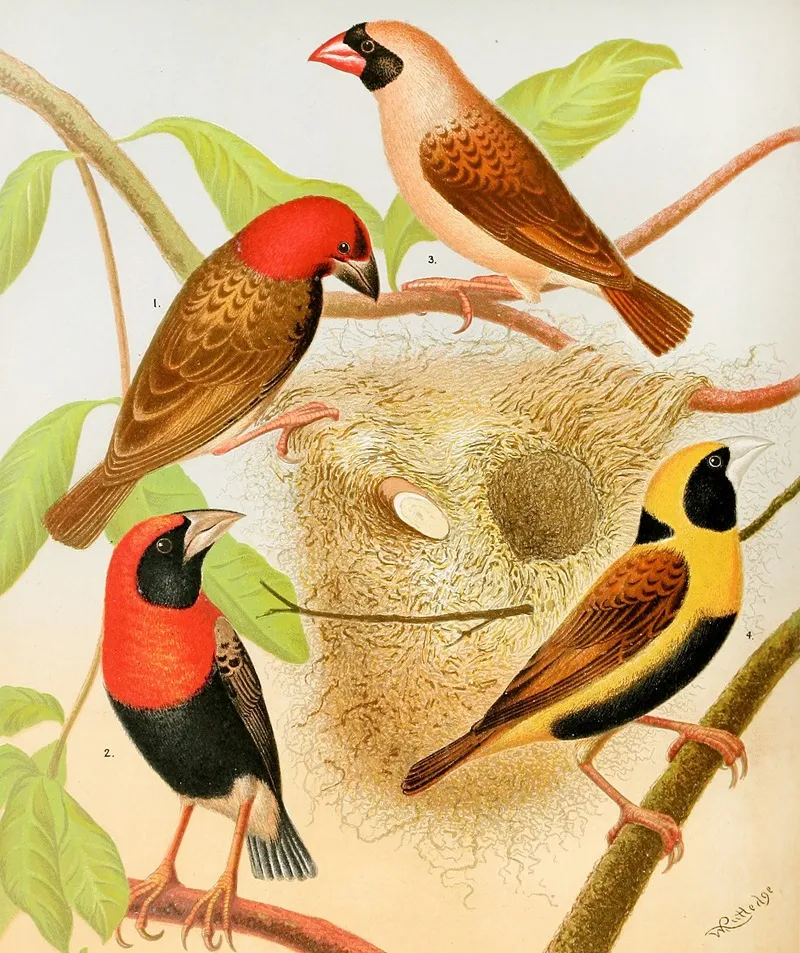 Weaver Birds Wall Art by W. A . Blakston - High-Resolution Digital Print