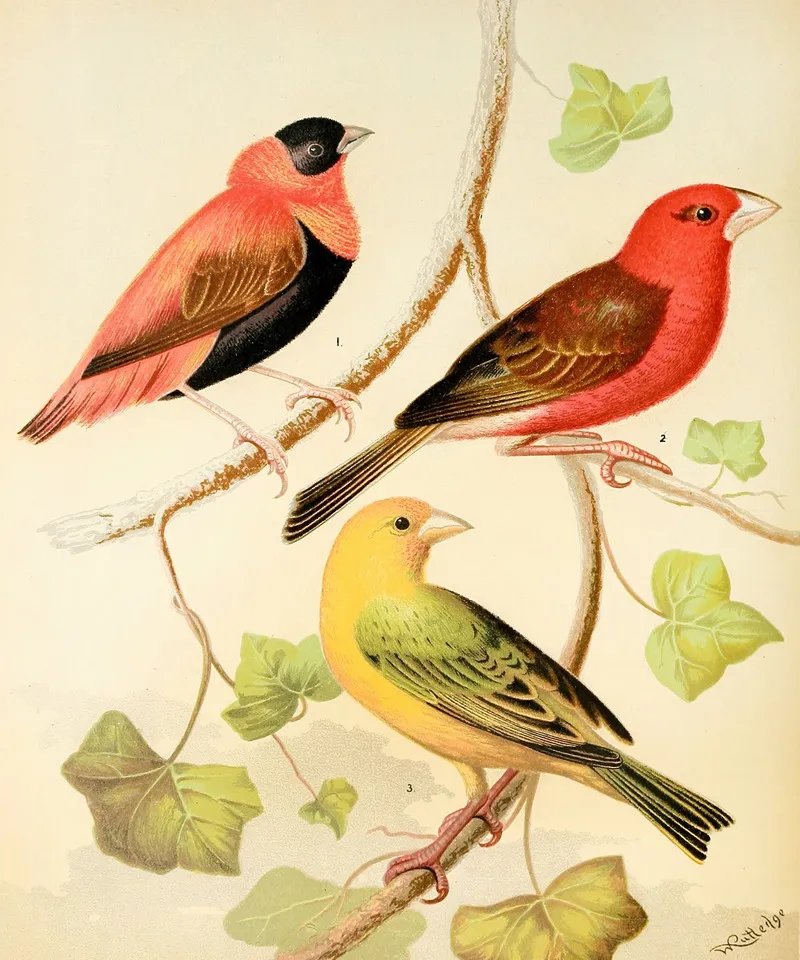 Weavers Orange Bishop And Madagascar Saffron Flnch Wall Art by W. A . Blakston - High-Resolution Digital Print