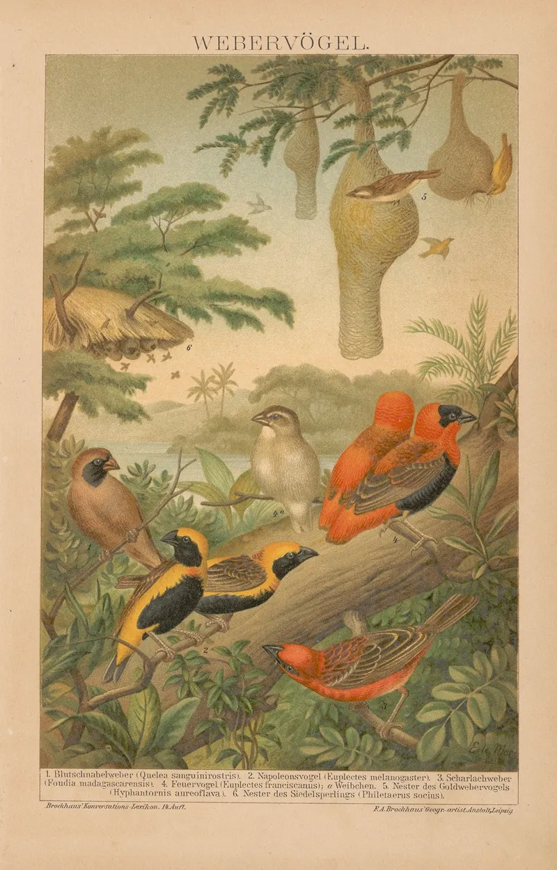 Webervogel Wall Art by F.A. Brockhaus - High-Resolution Digital Print