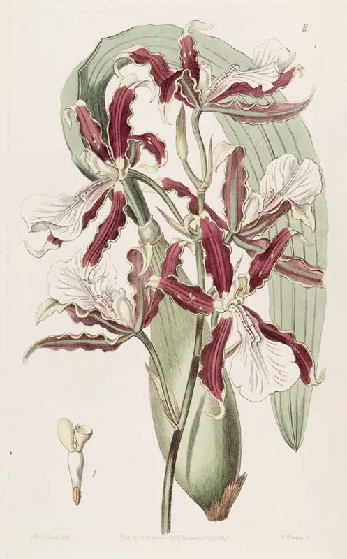Wedge Lipped Miltonia Wall Art by Sydenham Edwards - High-Resolution Digital Print