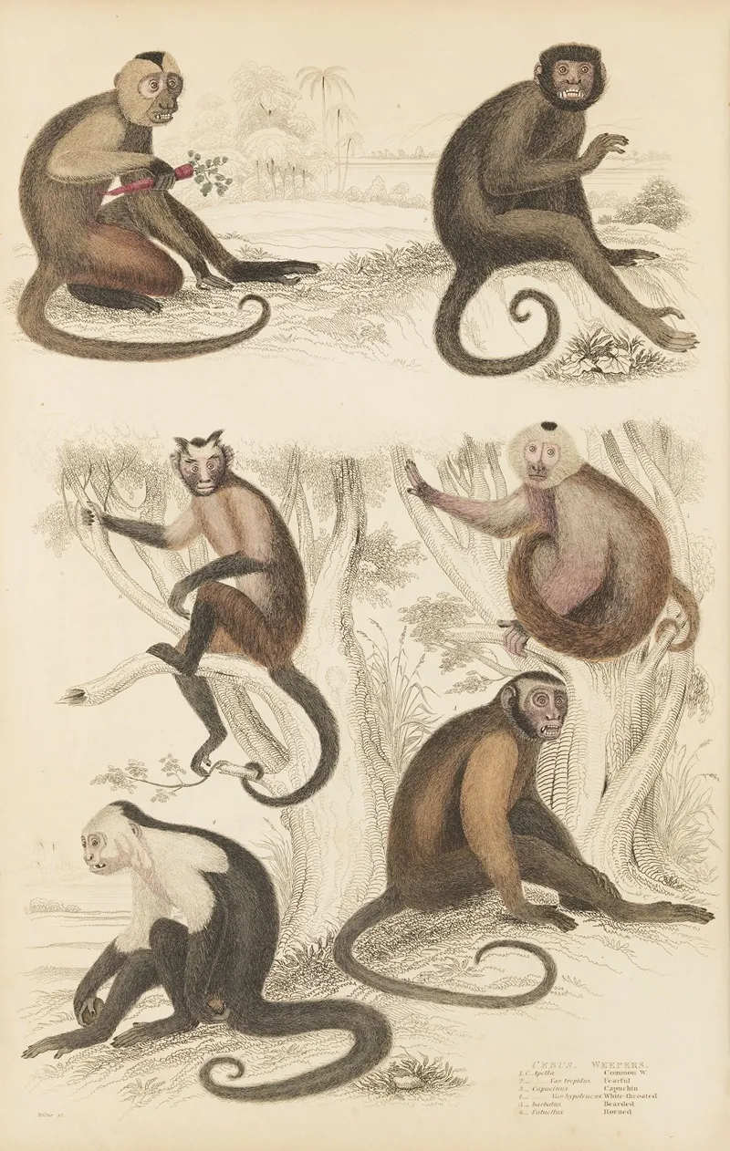 Weepers Wall Art by William MacGillivray - High-Resolution Digital Print