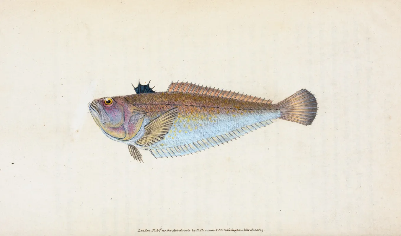 Weever Trachinus Draco Wall Art by Edward Donovan - High-Resolution Digital Print