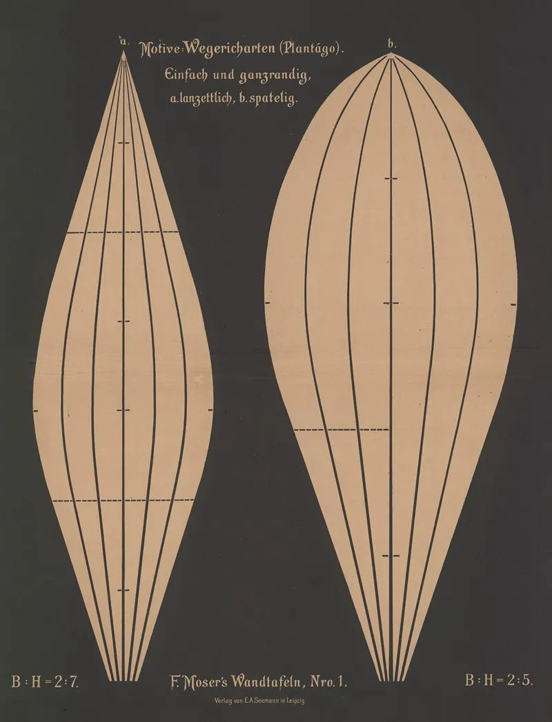 Wegericharten Plantago Wall Art by Ferdinand Moser - High-Resolution Digital Print