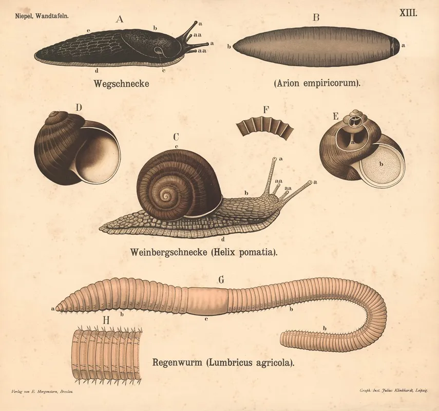 Wegschnecke Arion Empi Ricorum Weinbergschnecke Helix Pomatia Regenwurm Lumbricus Agricola Wall Art by Julius Klinkhardt - High-Resolution Digital Print