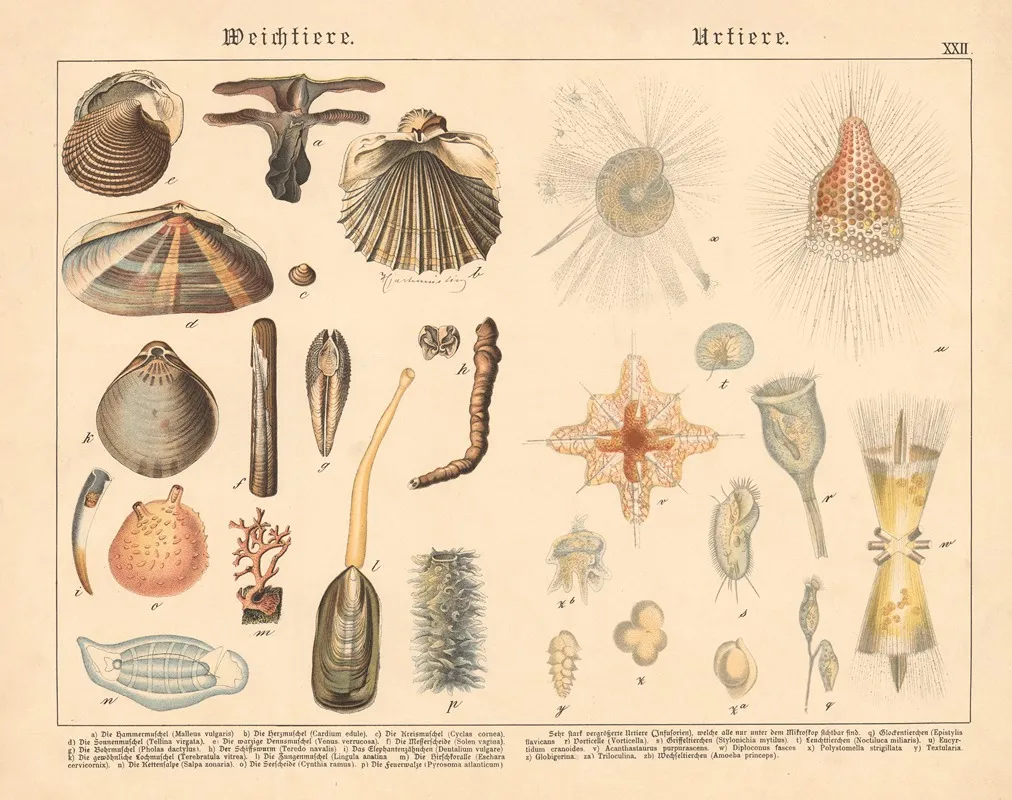 Weichtiere Urtiere Wall Art by Gotthilf Heinrich von Schubert - High-Resolution Digital Print