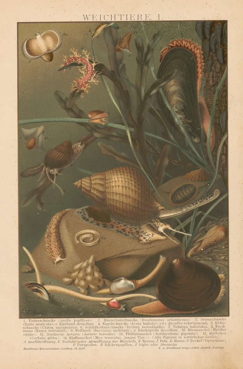 Weichtiere Wall Art by F.A. Brockhaus - High-Resolution Digital Print