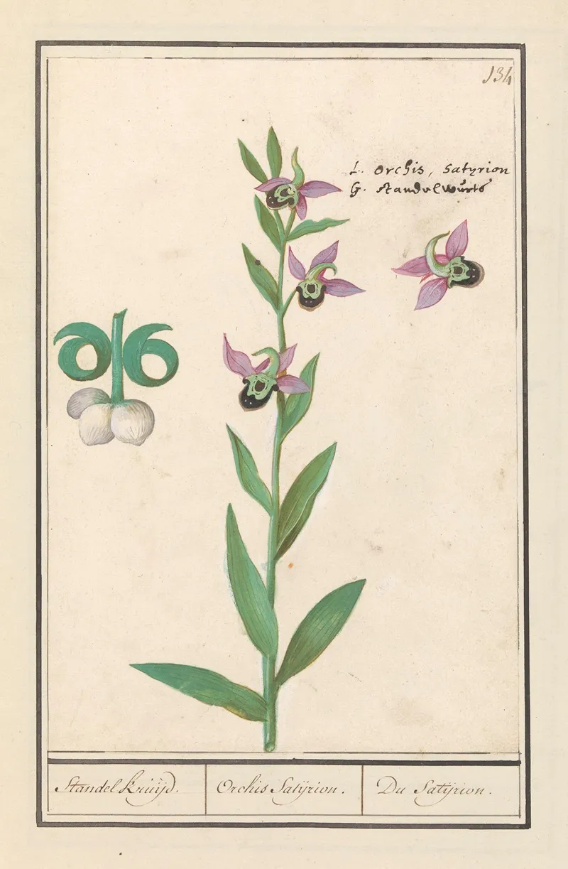 Weidehommelophrys Ophrys Bombyliflora Standel Kruijd Orchis Satijrion Du Satijrion Wall Art by Anselmus Boëtius de Boodt - High-Resolution Digital Print