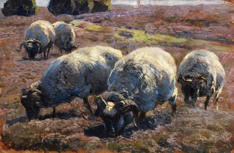 Weidende Schnucken In Sonniger Heide