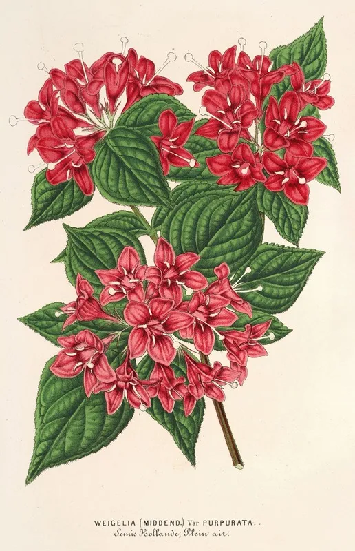 Weigelia Middendorffiana Var Purpurata Wall Art by Charles Antoine Lemaire - High-Resolution Digital Print