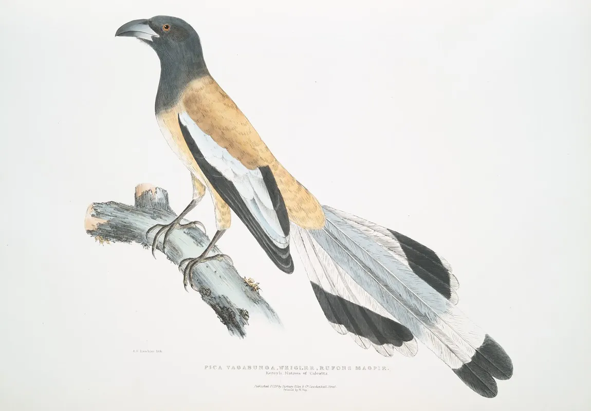 Weigler Rufons Magpie Pica Vagabunga Natives Of Calcutta