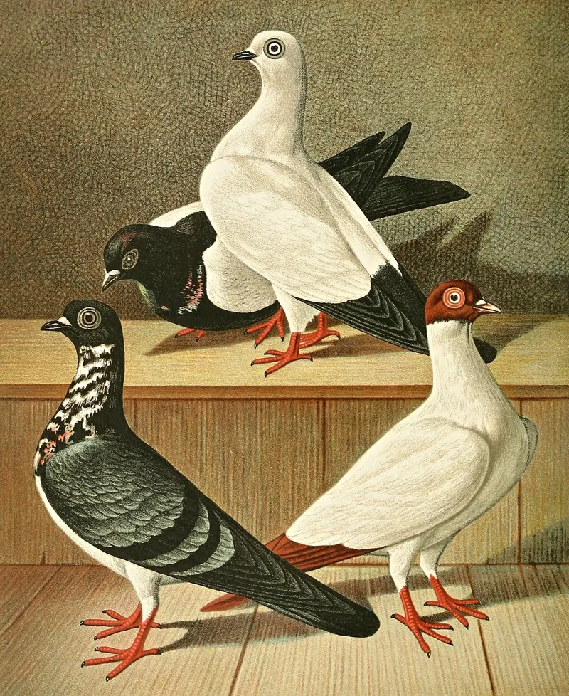 Weiner Flachstirnige Langschnabel Tummler Wall Art by Gustav Prütz - High-Resolution Digital Print