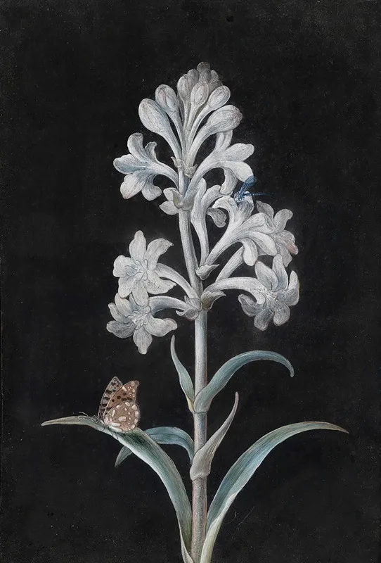 Weise Hyacinthe Wall Art by Margaretha Barbara Dietzsch - High-Resolution Digital Print