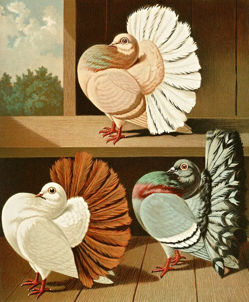 Weissschwanz Farbenscwanz Und Weissbindige Pfauentauben Wall Art by Gustav Prütz - High-Resolution Digital Print