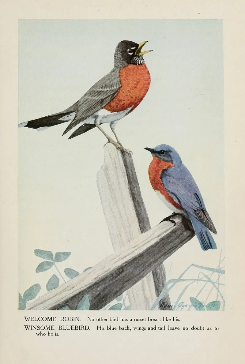 Welcome Robin Winsome Bluebird Wall Art by Louis Agassiz Fuertes - High-Resolution Digital Print
