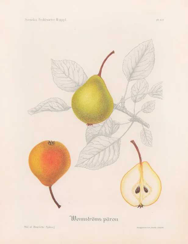 Wennstromsparon Wall Art by Henriette Sjöberg - High-Resolution Digital Print