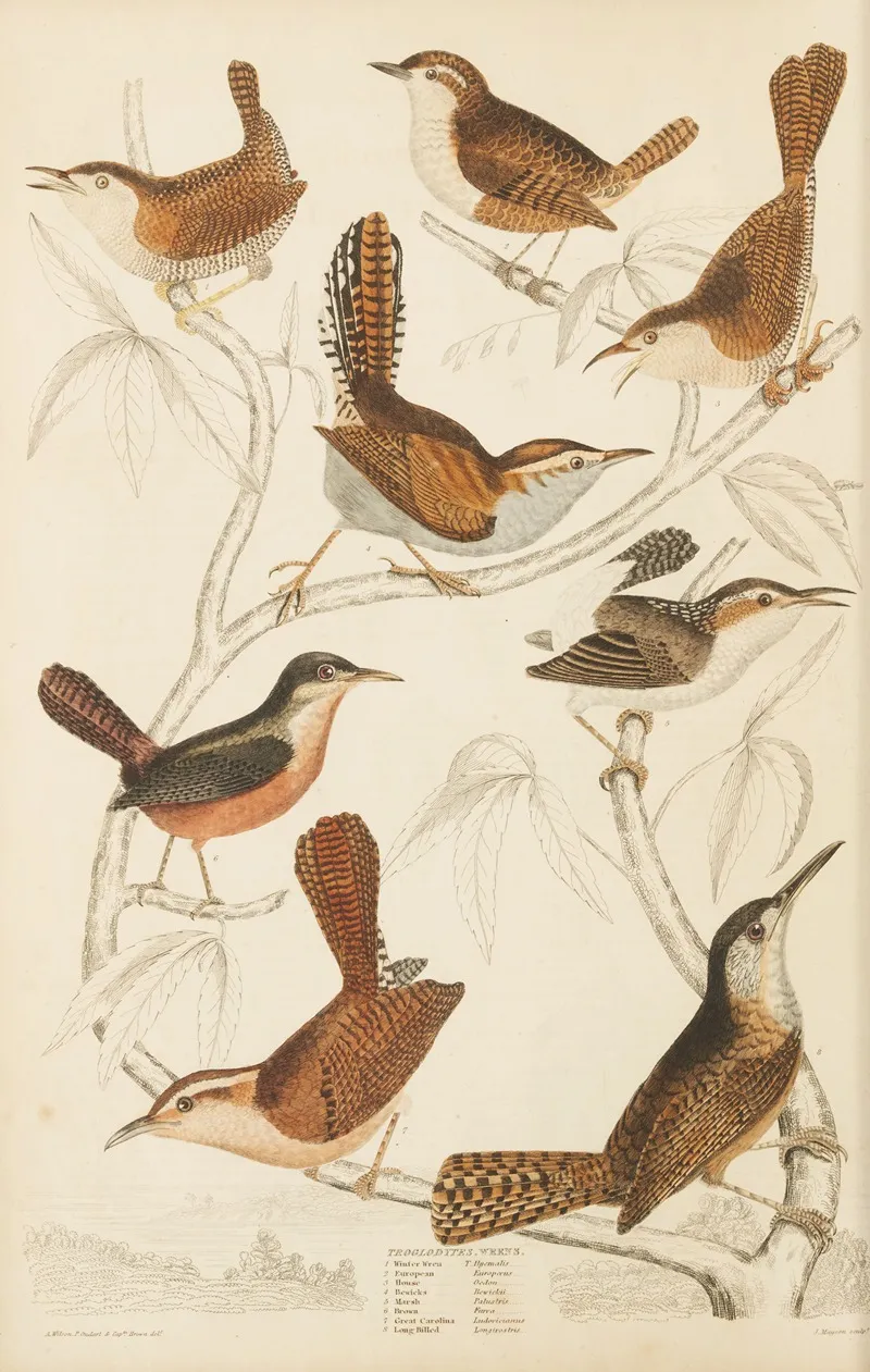 Werns Wall Art by William MacGillivray - High-Resolution Digital Print