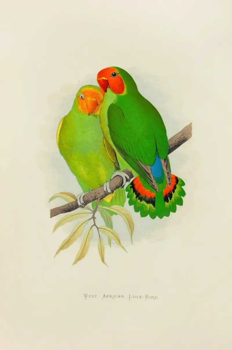 West African Love Bird Wall Art by Alexander Francis Lydon - High-Resolution Digital Print