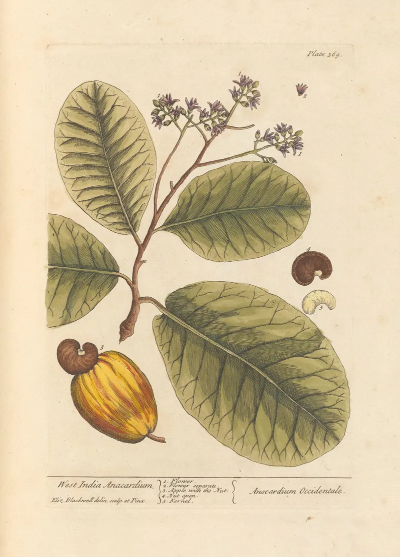 West India Anacardium Wall Art by Elizabeth Blackwell - High-Resolution Digital Print