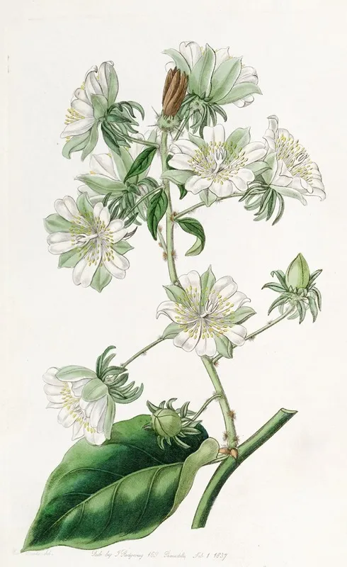 West Indian Gooseberry Wall Art by Sydenham Edwards - High-Resolution Digital Print