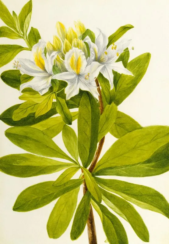 Western Azalea Rhododendron Occidentale