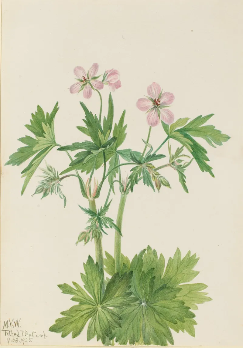 Western Cranesbill Geranium Viscosissimum 2