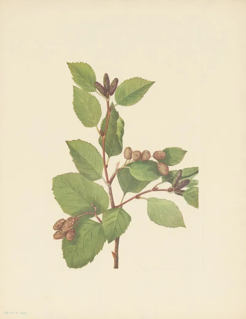 Western Green Alder Alnus Sinuata 3