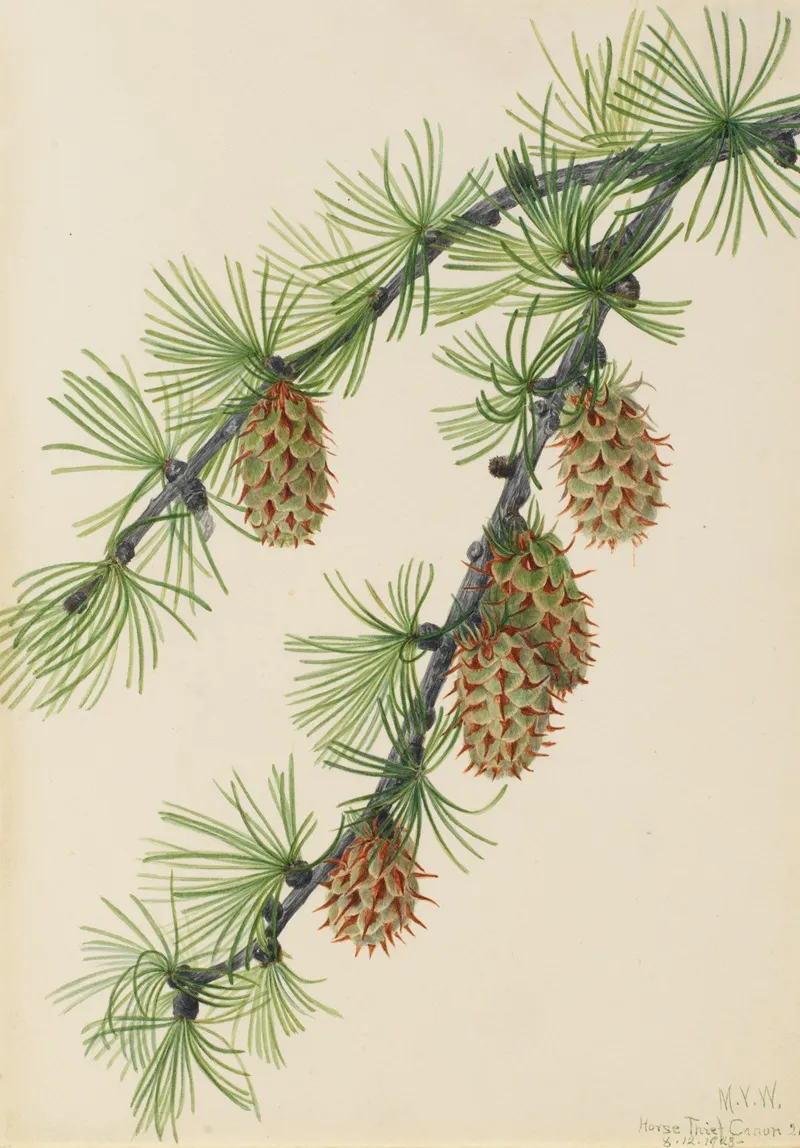 Western Larch Larix Occidentalis 2