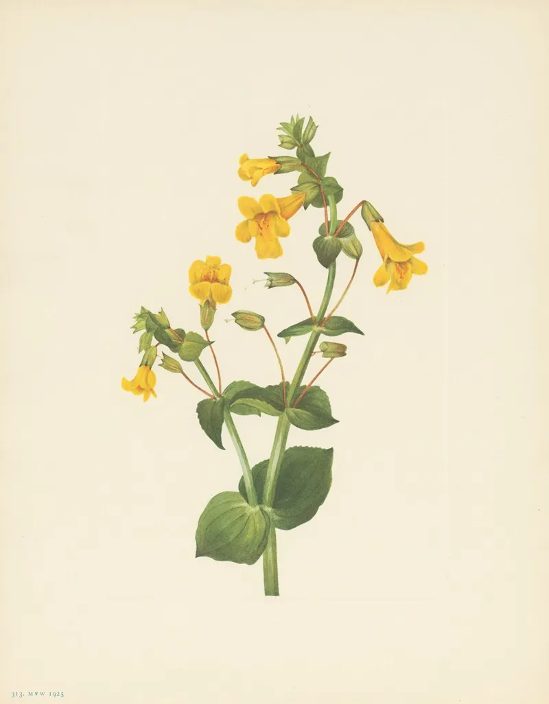 Western Monkeyflower Mimulus Guttatus 2
