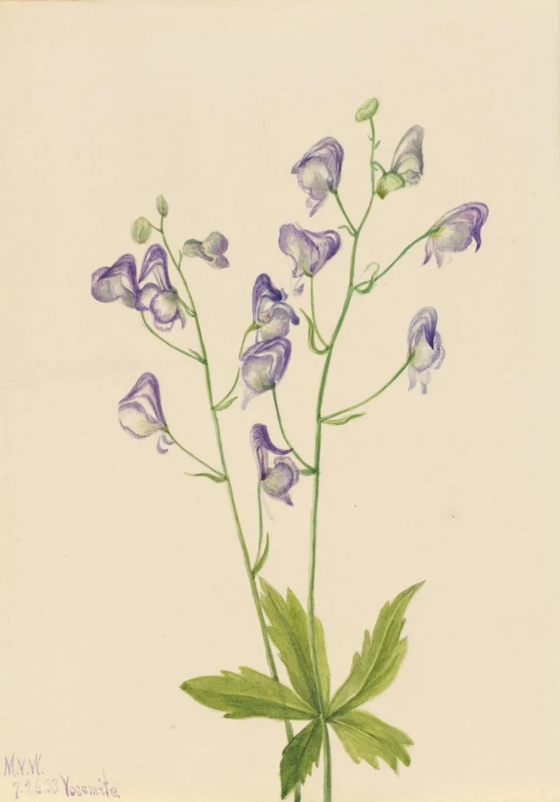 Western Monkshood Aconitum Columbianum
