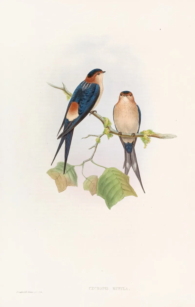 Western Mosque Swallow Wall Art by John Gould - High-Resolution Digital Print