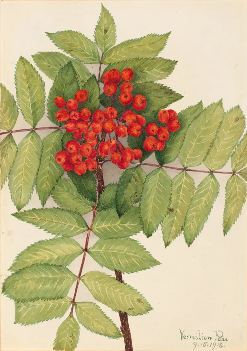 Western Mountain Ash Sorbus Sambucifolia 2
