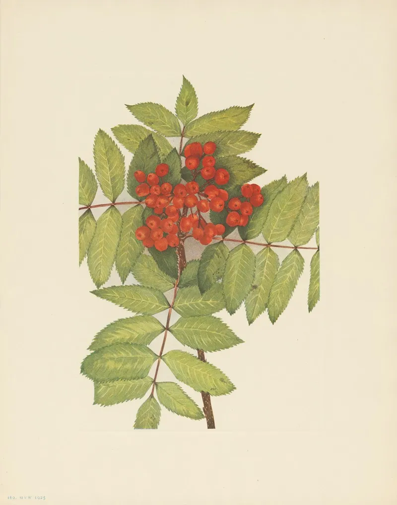 Western Mountain Ash Sorbus Sambucifolia 3