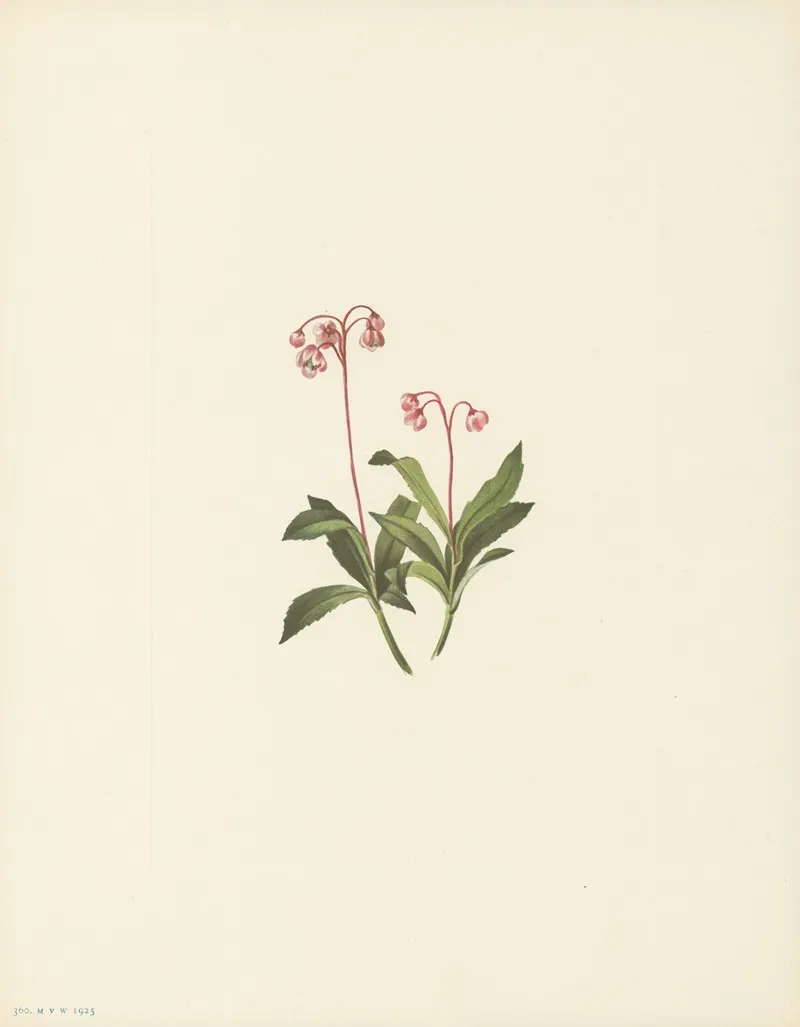 Western Pipsissewa Chimaphila Umbellata Var Occidentalis 2