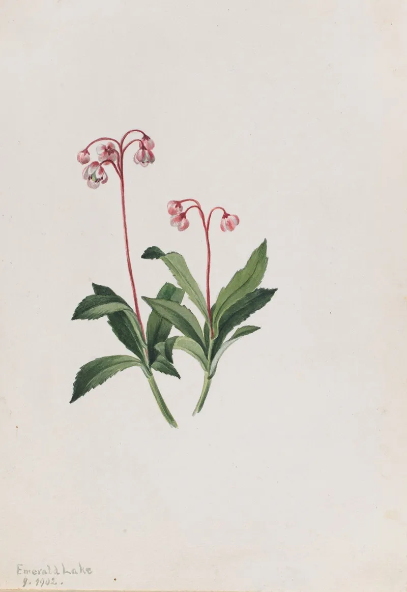 Western Pipsissewa Chimaphila Umbellata