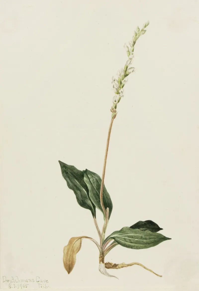 Western Rattlesnake Plantain Peranium Decipiens