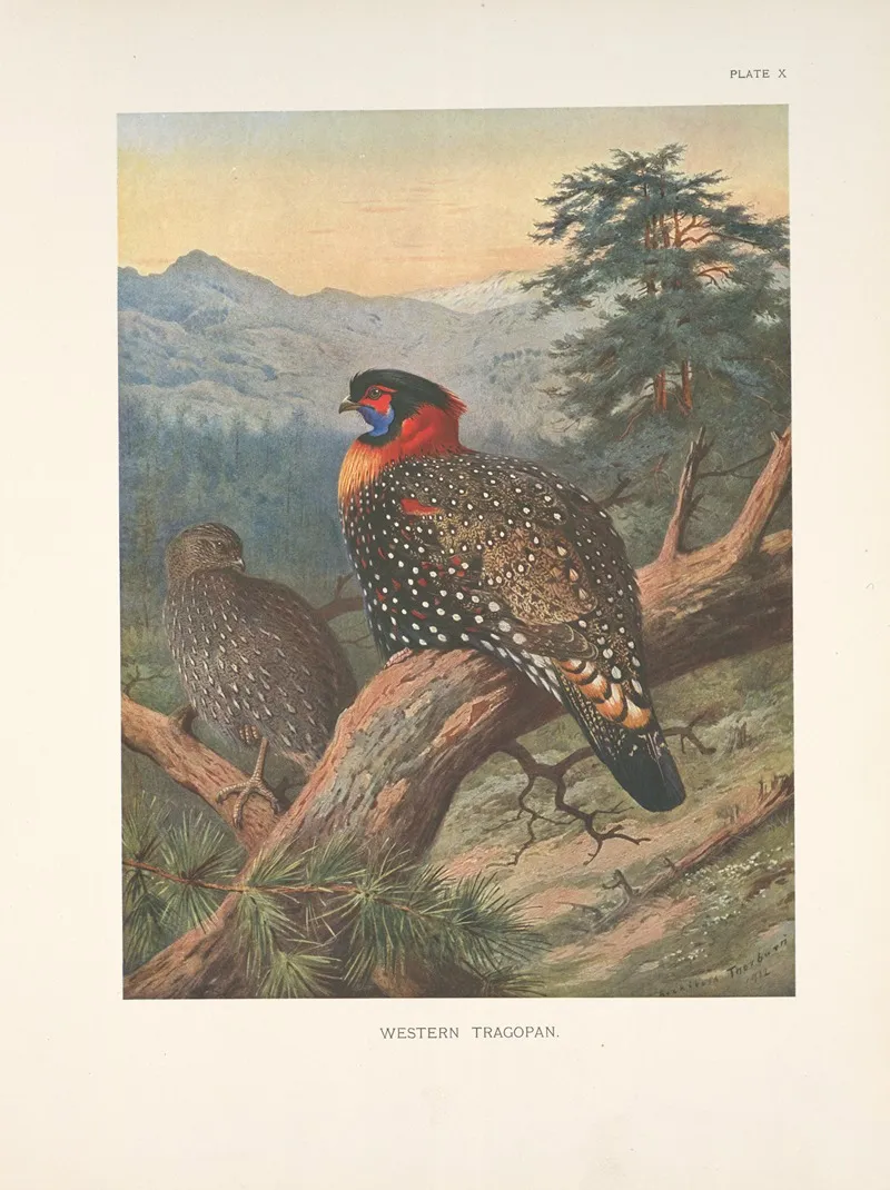 Western Tragopan Tragopan Melanocephalus Wall Art by Archibald Thorburn - High-Resolution Digital Print