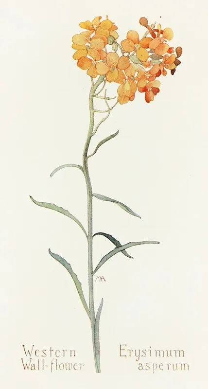 Western Wallflower Wall Art by Margaret Armstrong - High-Resolution Digital Print
