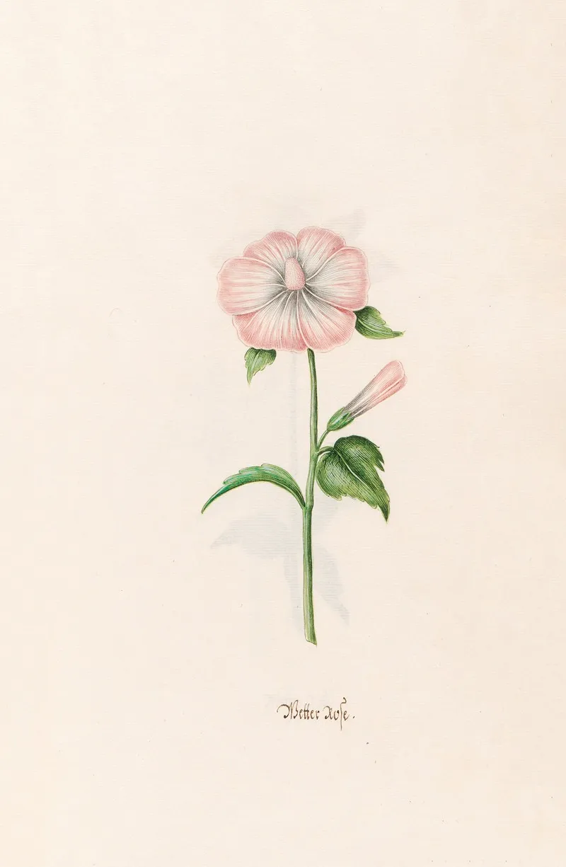 Wetter Rose 3 Wall Art by Magdelena Rosina Funck - High-Resolution Digital Print