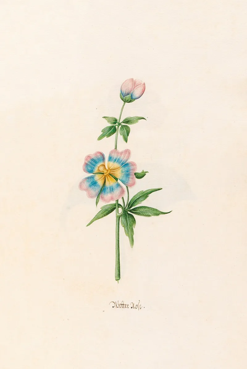 Wetter Rose Wall Art by Magdelena Rosina Funck - High-Resolution Digital Print