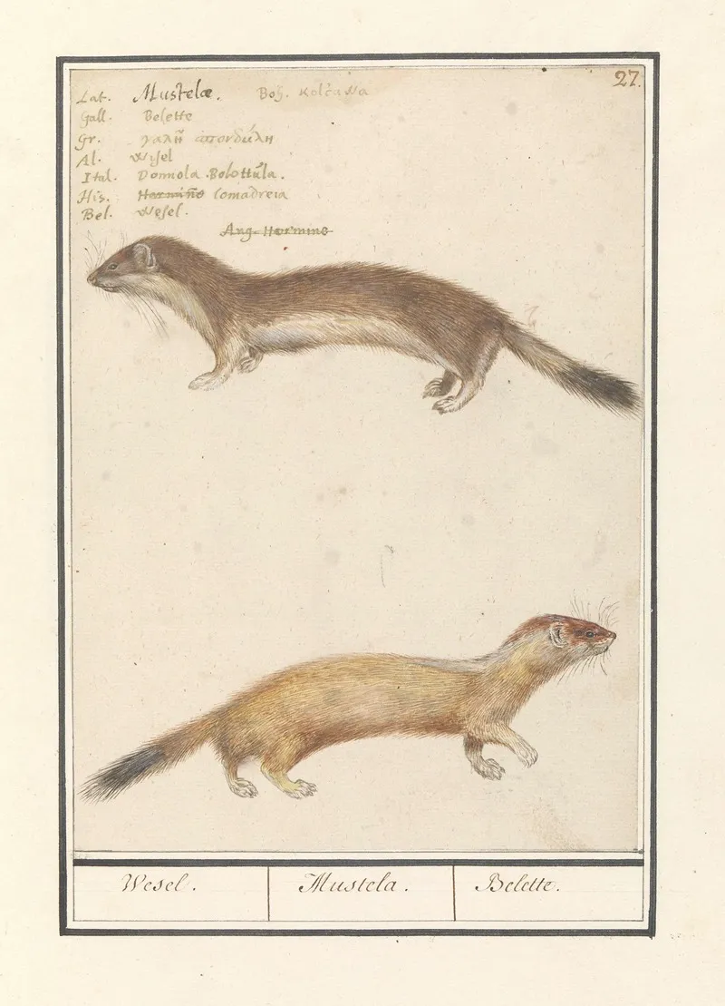 Wezel Mustela Nivalis Wesel Mustela Belette Wall Art by Anselmus Boëtius de Boodt - High-Resolution Digital Print