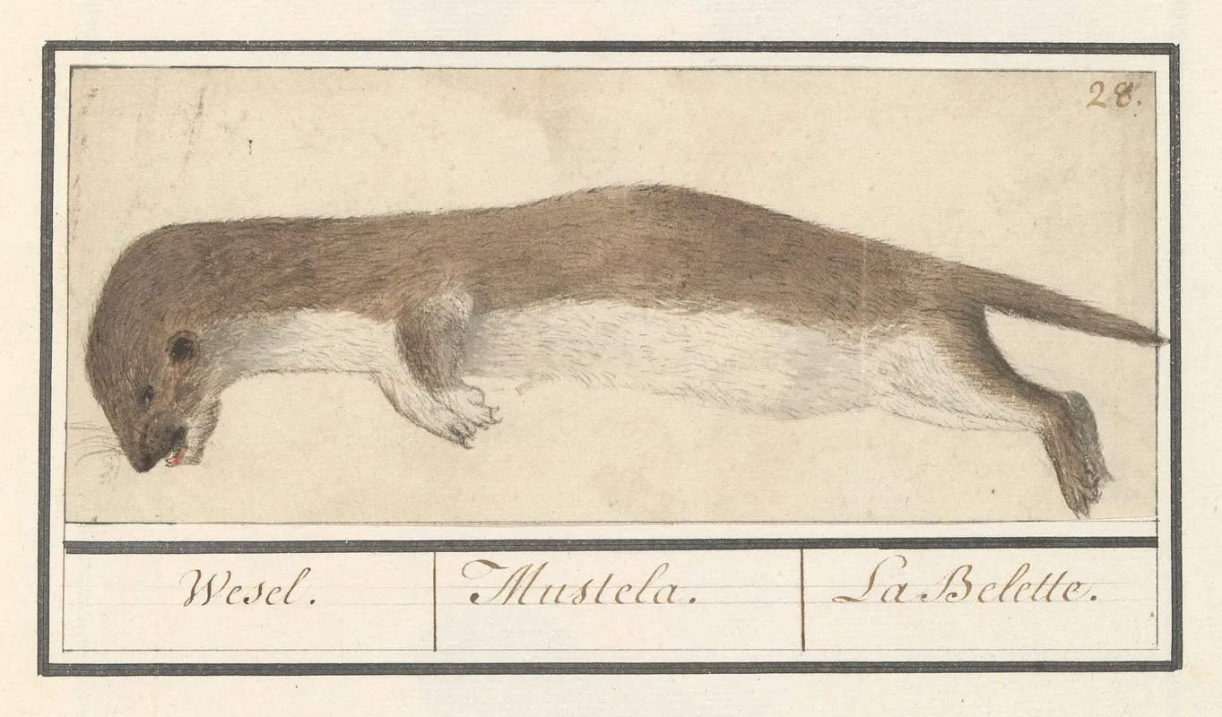 Wezel Mustela Nivalis Wesel Mustela La Belette Wall Art by Anselmus Boëtius de Boodt - High-Resolution Digital Print