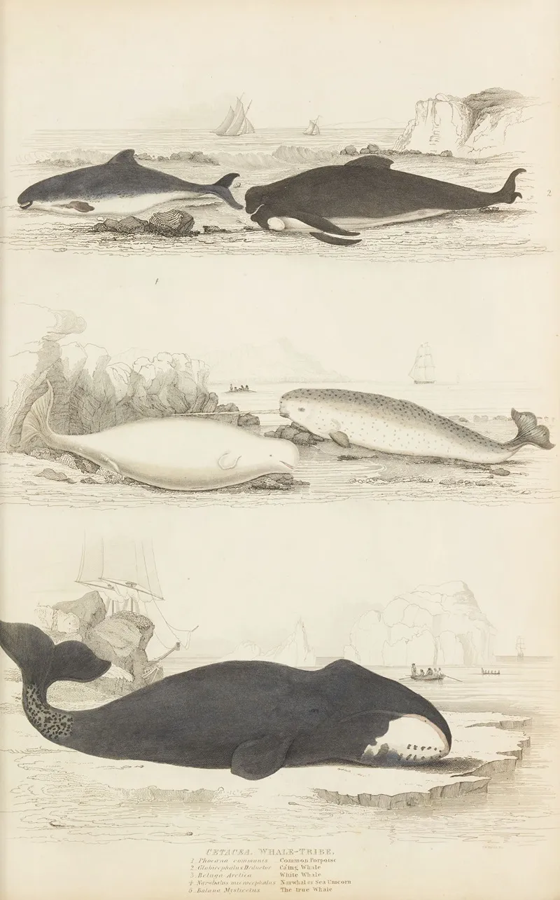 Whale Tribe Wall Art by William MacGillivray - High-Resolution Digital Print