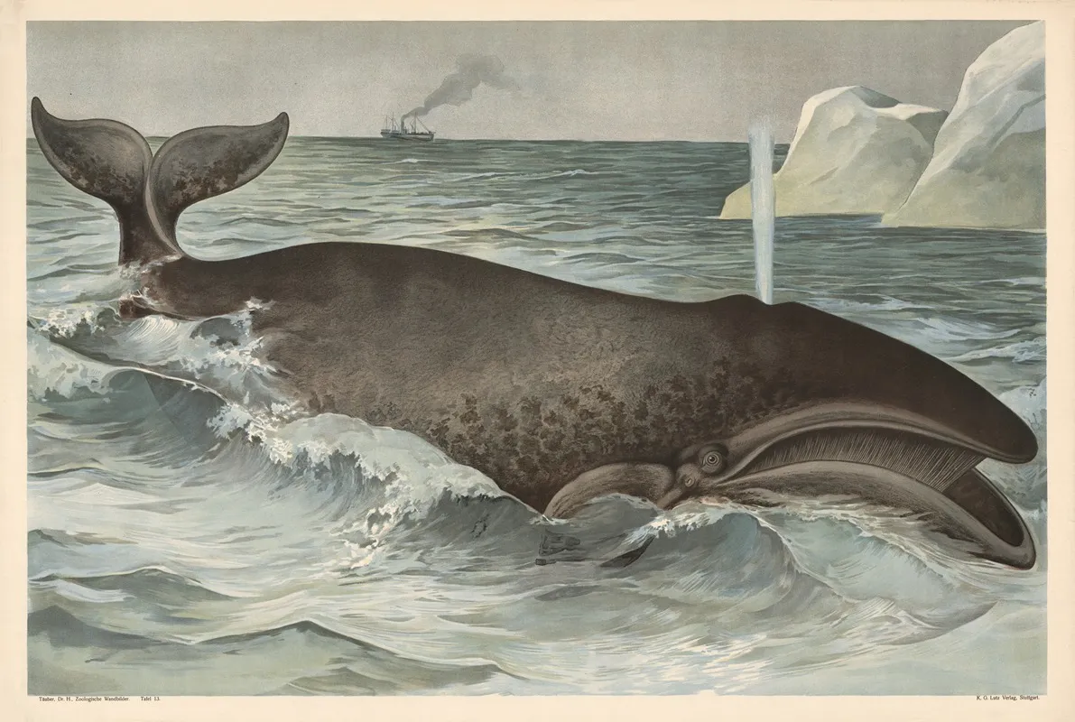 Whale Wall Art by Alfred Fiedler - High-Resolution Digital Print