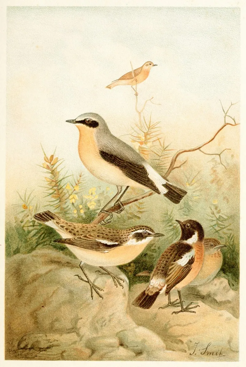 Wheatear Stonechat And Whinchat Wall Art by Joseph Smit - High-Resolution Digital Print