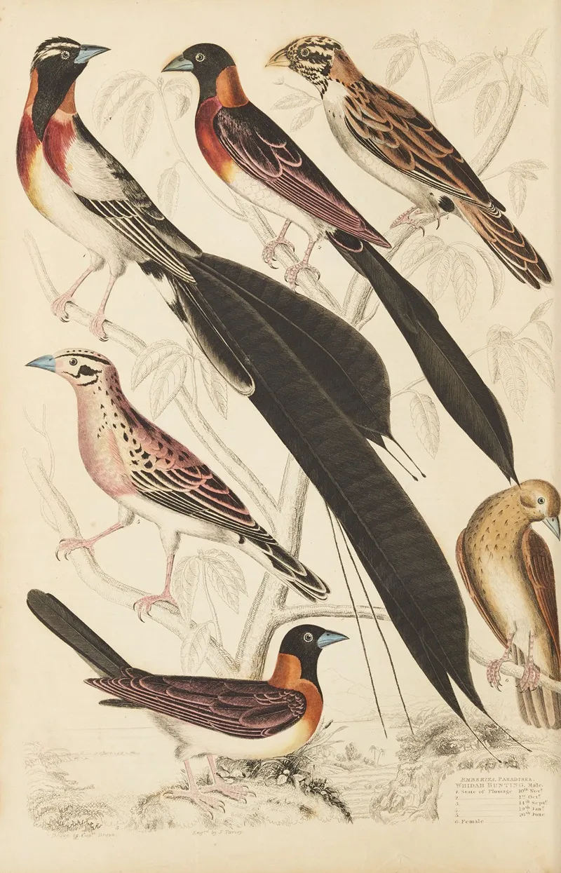 Whidah Bunting Wall Art by William MacGillivray - High-Resolution Digital Print
